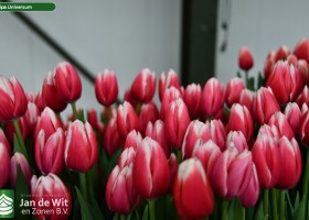 Tulipa Universum (3)