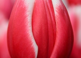 Tulipa Universum (4)