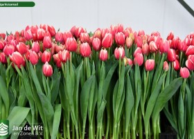 Tulipa Voicemail (2)