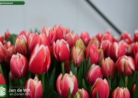 Tulipa Voicemail (3)