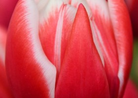 Tulipa Voicemail (4)