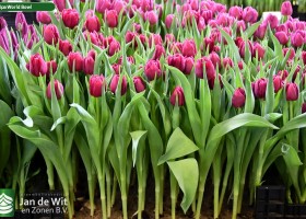 Tulipa World Bowl (2)