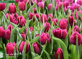 Tulipa World Bowl (3)