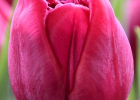 Tulipa World Bowl (4)