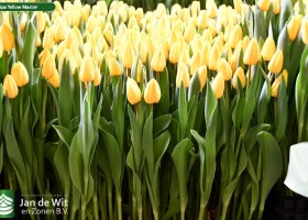 Tulipa Yellow Master (2)
