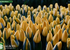 Tulipa Yellow Master (3)