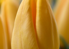 Tulipa Yellow Master (4)