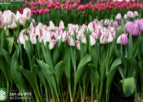 Tulipa Affaire (1)