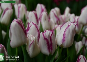 Tulipa Affaire (2)