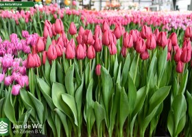 Tulipa Anita Witzier (1)