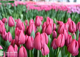 Tulipa Anita Witzier (2)