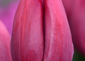 Tulipa Anita Witzier (3)