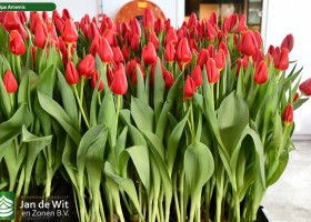 Tulipa Artemis (1)