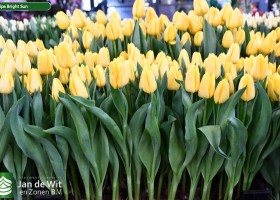 Tulipa Bright Sun (1)