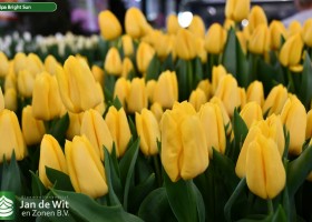 Tulipa Bright Sun (2)