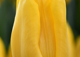 Tulipa Bright Sun (3)