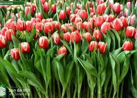 Tulipa Concorde (1)