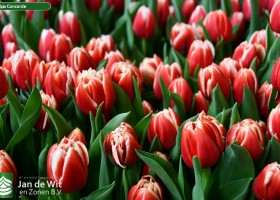 Tulipa Concorde (2)