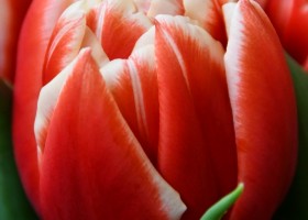 Tulipa Concorde (3)