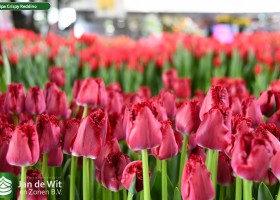 Tulipa Crispy Reddino (2)