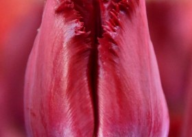 Tulipa Crispy Reddino (3)