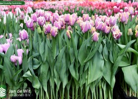 Tulipa Crunchy Cummins (1)