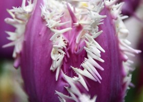 Tulipa Crunchy Cummins (3)