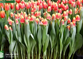 Tulipa Disco (1)