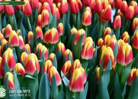 Tulipa Disco (2)