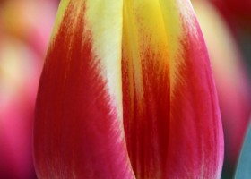 Tulipa Disco (3)