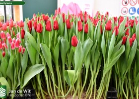 Tulipa Dynamo (1)