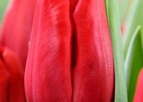Tulipa Dynamo (3)
