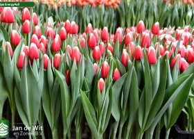 Tulipa Energy4all (1)