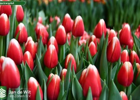 Tulipa Energy4all (2)