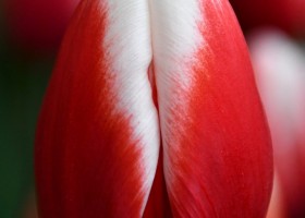 Tulipa Energy4all (3)