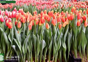 Tulipa Fame (1)