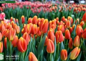 Tulipa Fame (2)