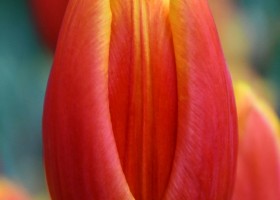 Tulipa Fame (3)