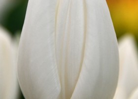 Tulipa Hakuun (3)