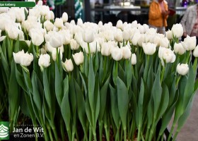 Tulipa Iceberg (1)