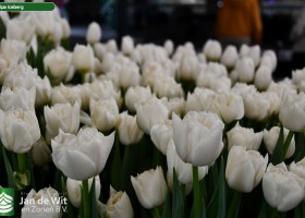 Tulipa Iceberg (2)