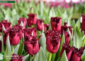 Tulipa Labrador (2)