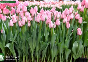 Tulipa Lasergame (1)