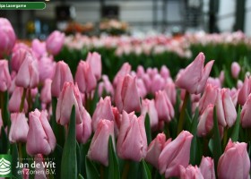Tulipa Lasergame (2)