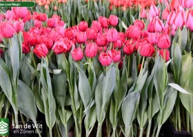 Tulipa Love Magic (1)