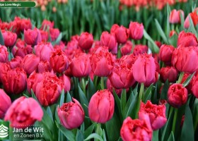 Tulipa Love Magic (2)