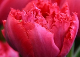 Tulipa Love Magic (3)