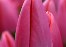 Tulipa Maskovri (3)