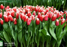 Tulipa New Santa (1)