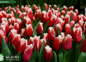 Tulipa New Santa (2)